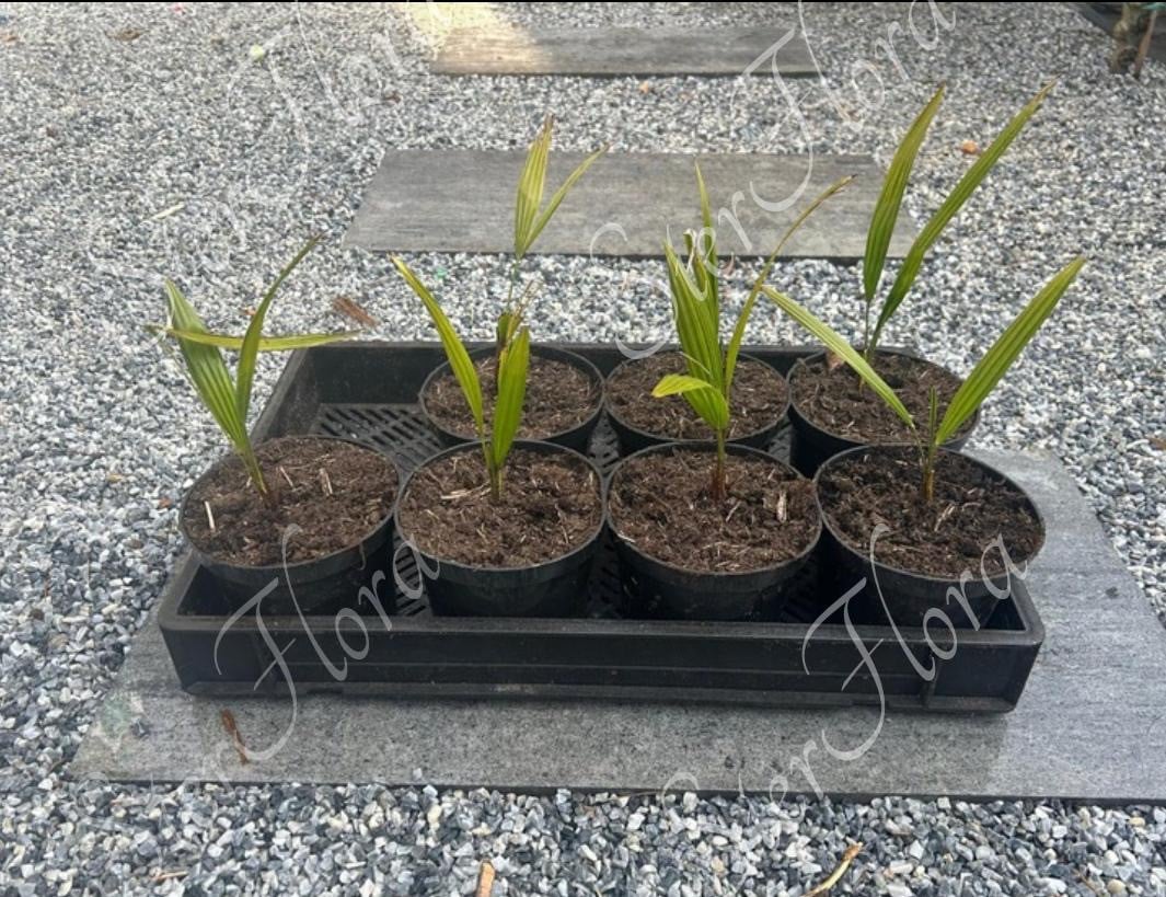 Palm trachycarpus fortunei