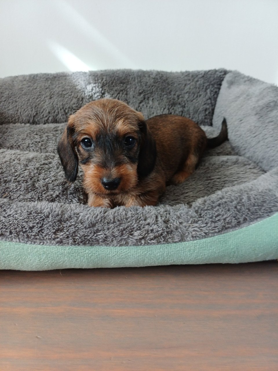 Super leuke Ruwhaar Dwerg Teckel pups