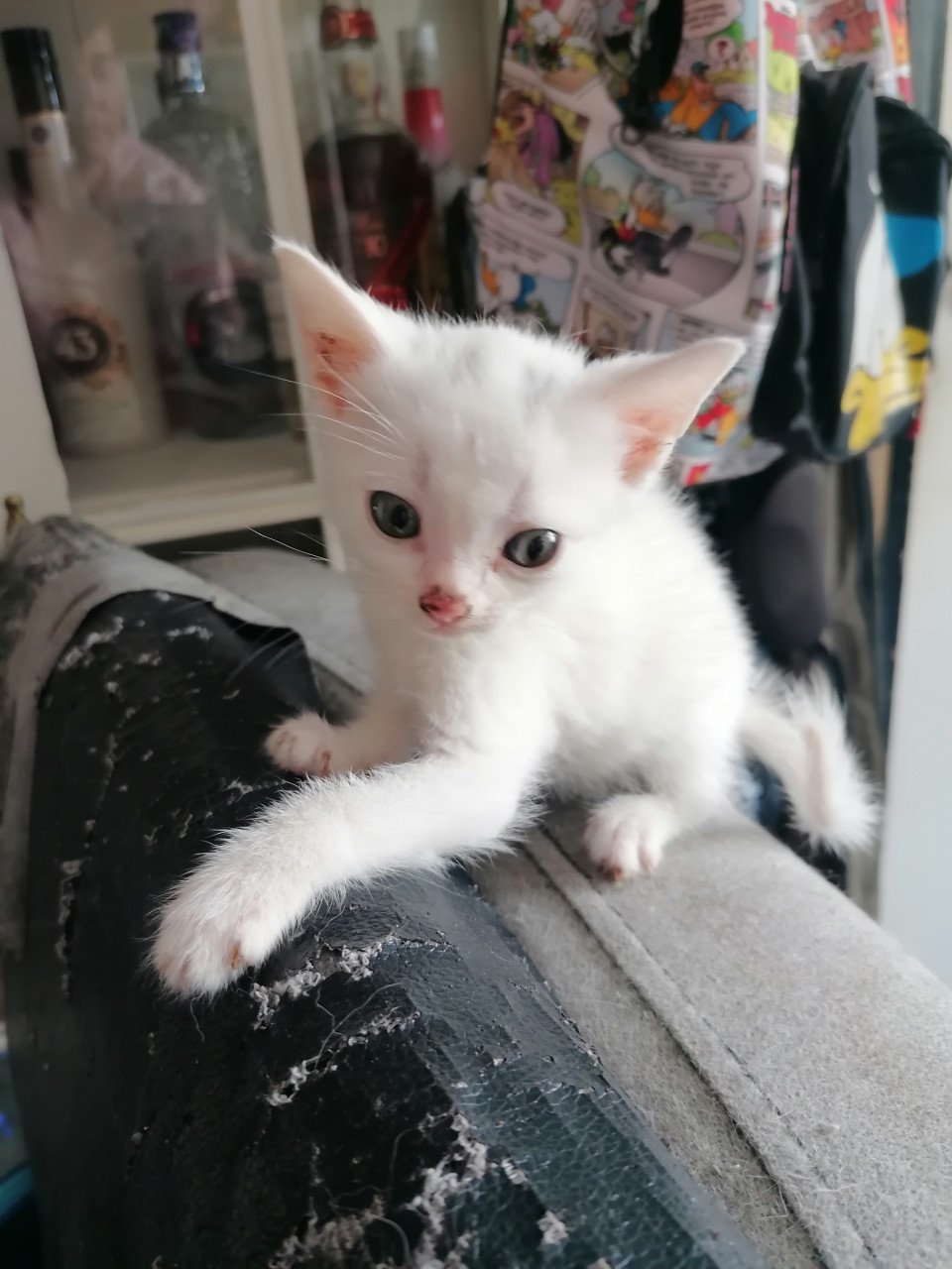 2 witte kittens