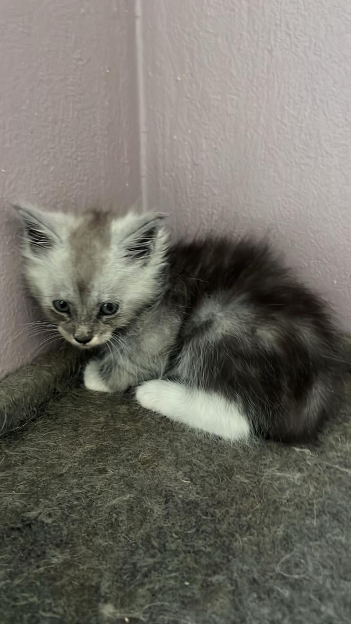Maincoons kittens te koop