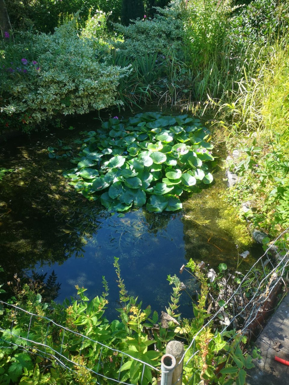 Vijverplanten
