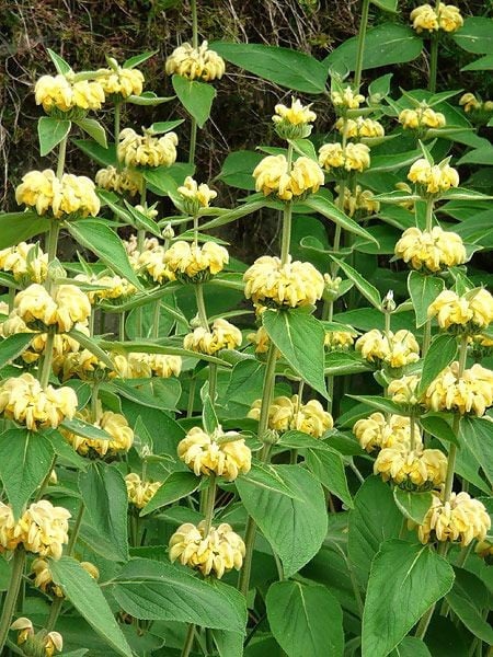 Brandkruid of etagebloem