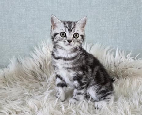 Britse korthaar black silver tabby blotched poesje