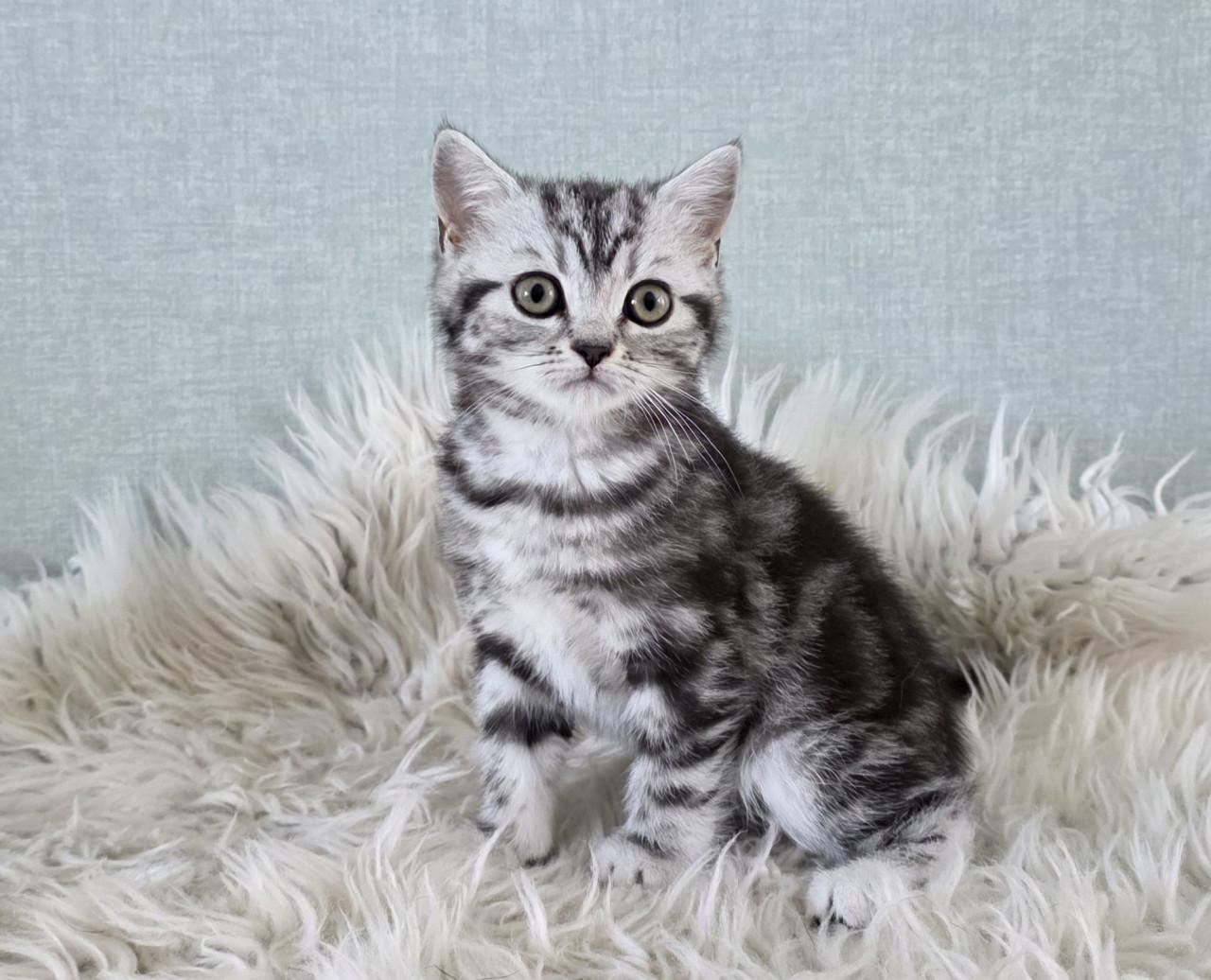Britse korthaar black silver tabby blotched poesje
