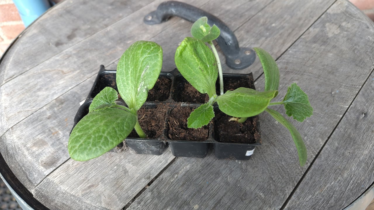 Flespompoen plantjes