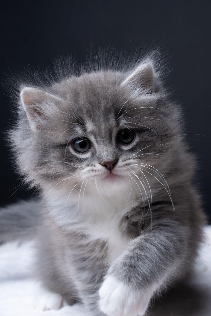 Lieve, mooie Ragdoll kittens