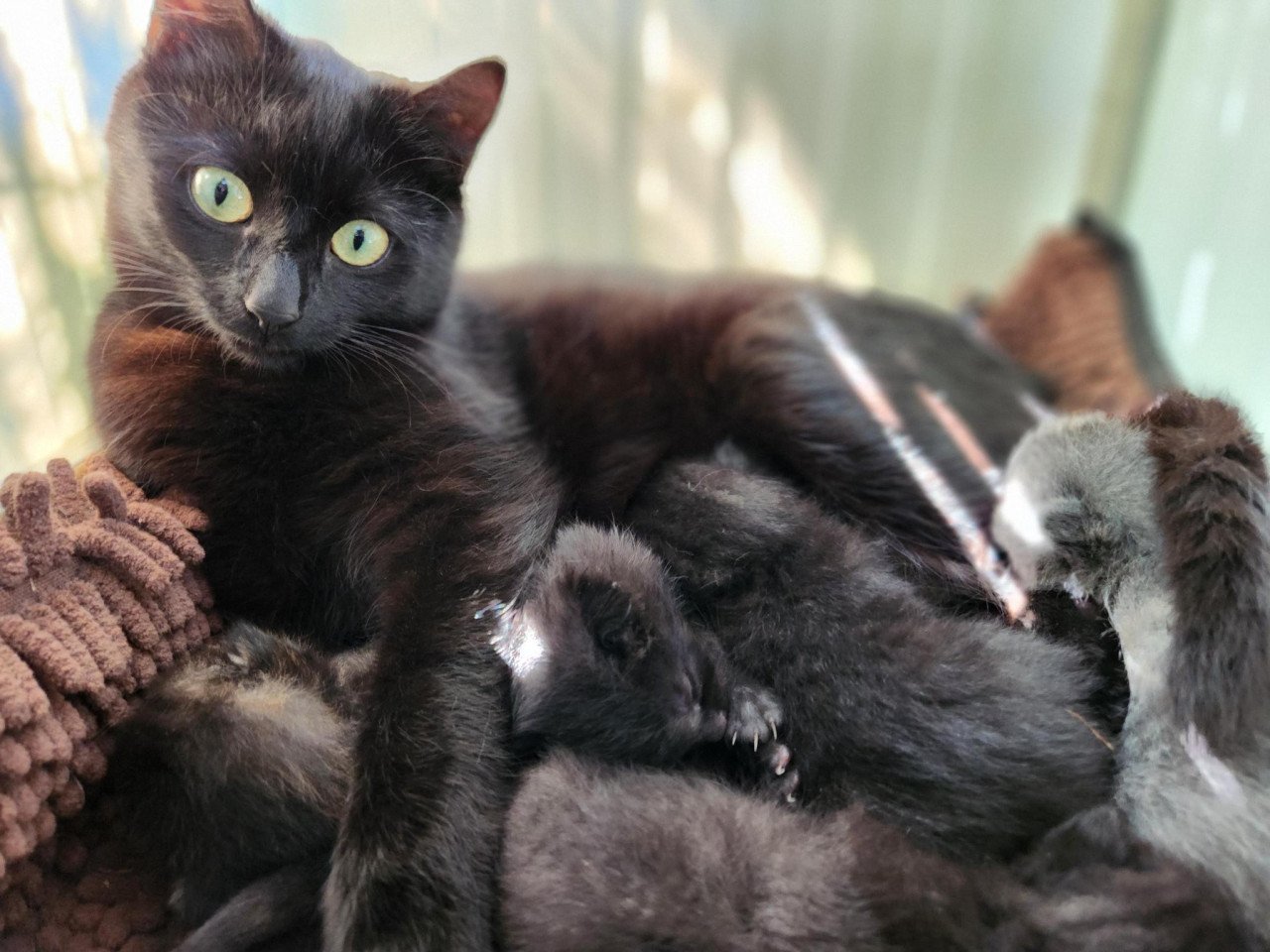 Kortharige (M) kittens van lieve boerderijkat (kruising brits korth)