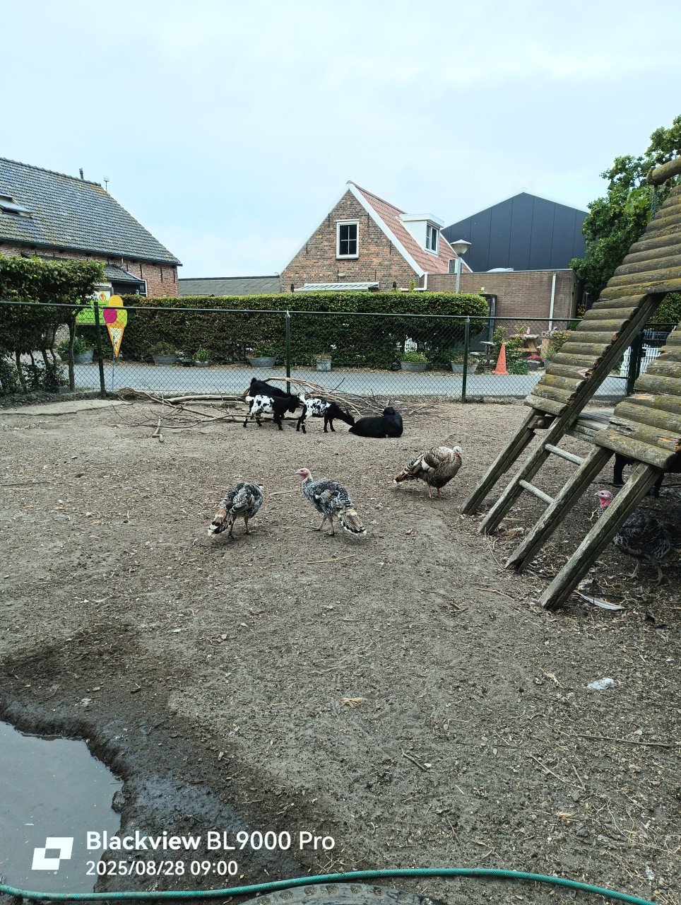 Kalkoenen in diverse kleuren