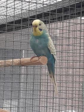 Diverse kleuren jonge grasparkieten van 2025