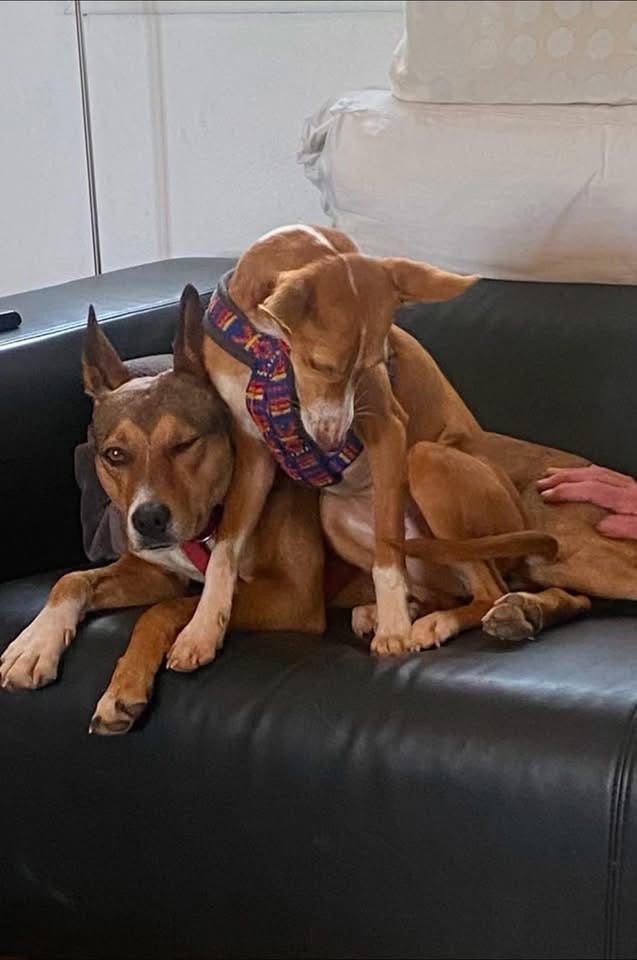Wij zoeken samen naar een heel lief baasje!