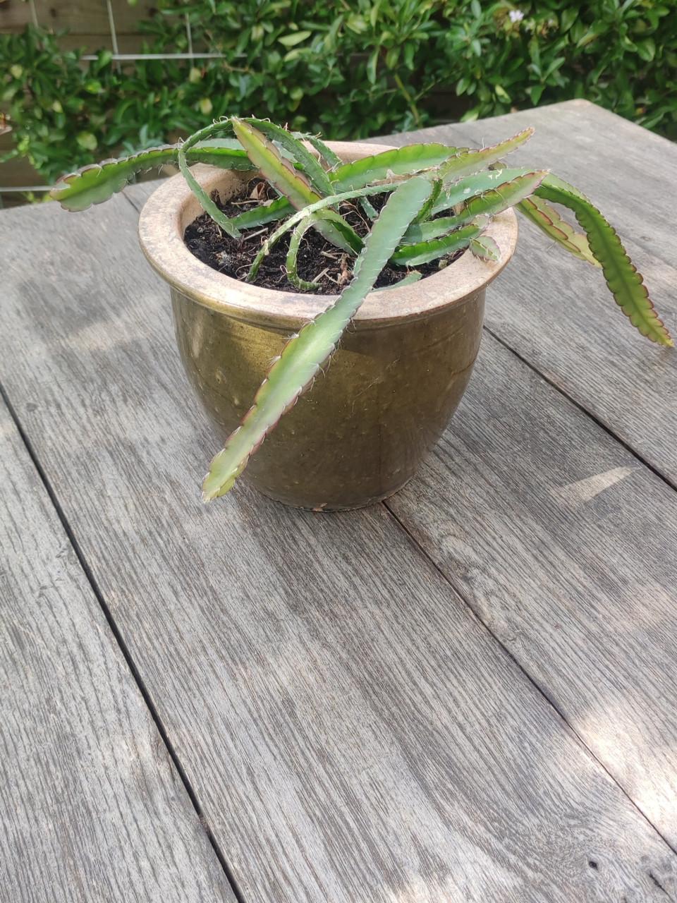 Lepismium cruciforme - koraalcactus