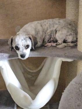 Dekreu gezocht maltezer/teckel