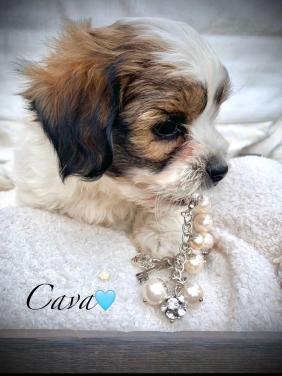 ShihTzu/ Maltezer pups