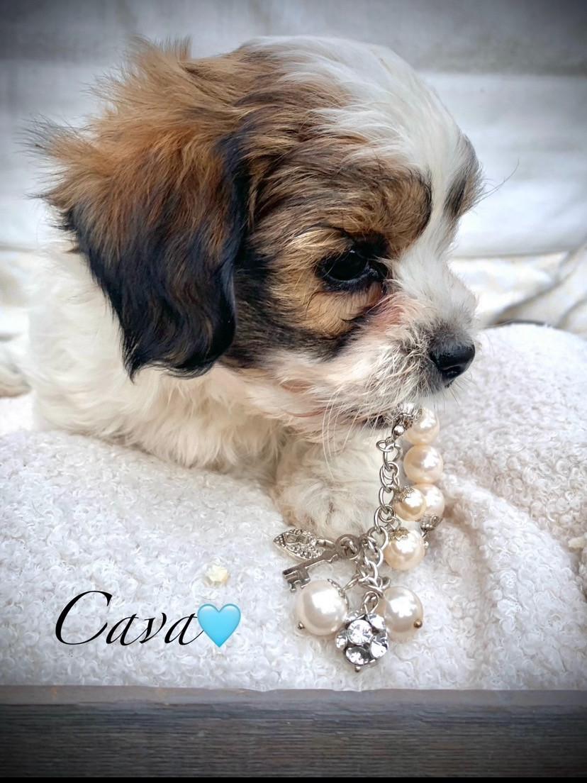 ShihTzu/ Maltezer pups