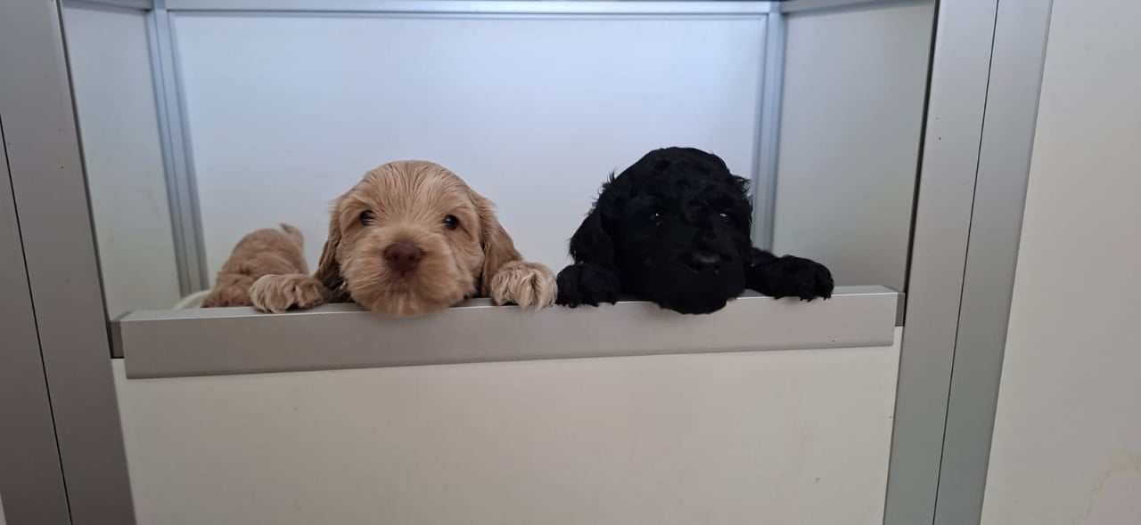 Lieve Australian Labradoodle pups zoeken hun gouden mandje!