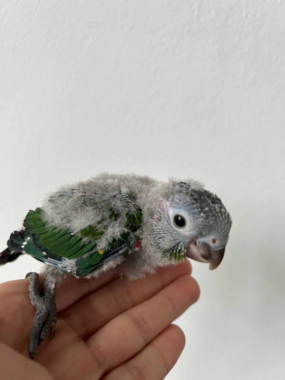 Jonge pyhurra parkieten