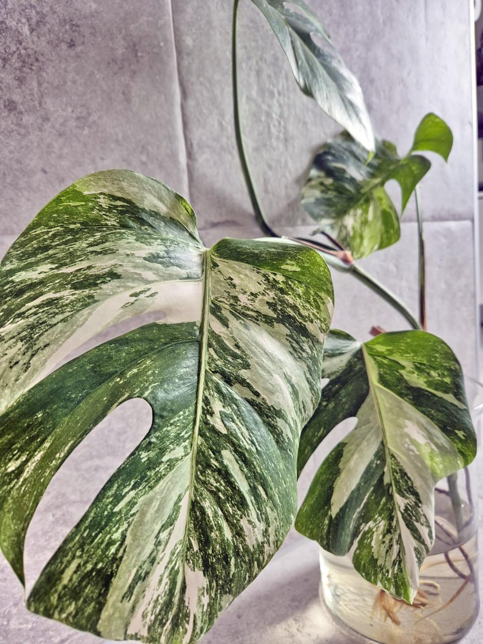 Monstera albo variegata stek
