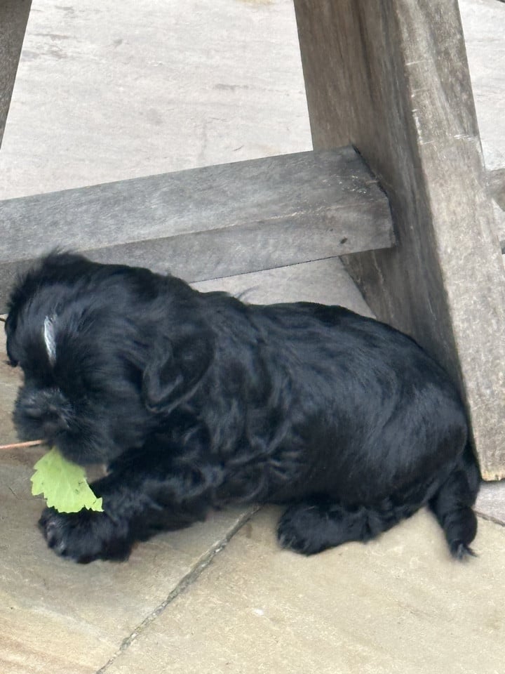 Boomer pup reutje