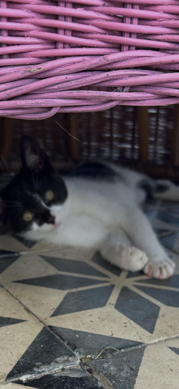 Lieve mooie kitten 🐈‍⬛