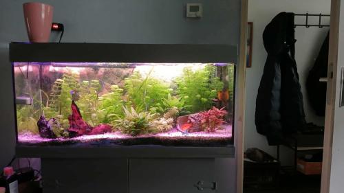 Aqarium