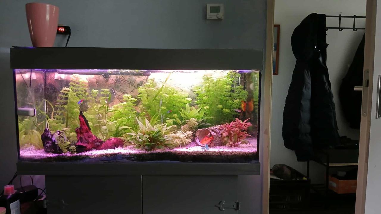 Aqarium