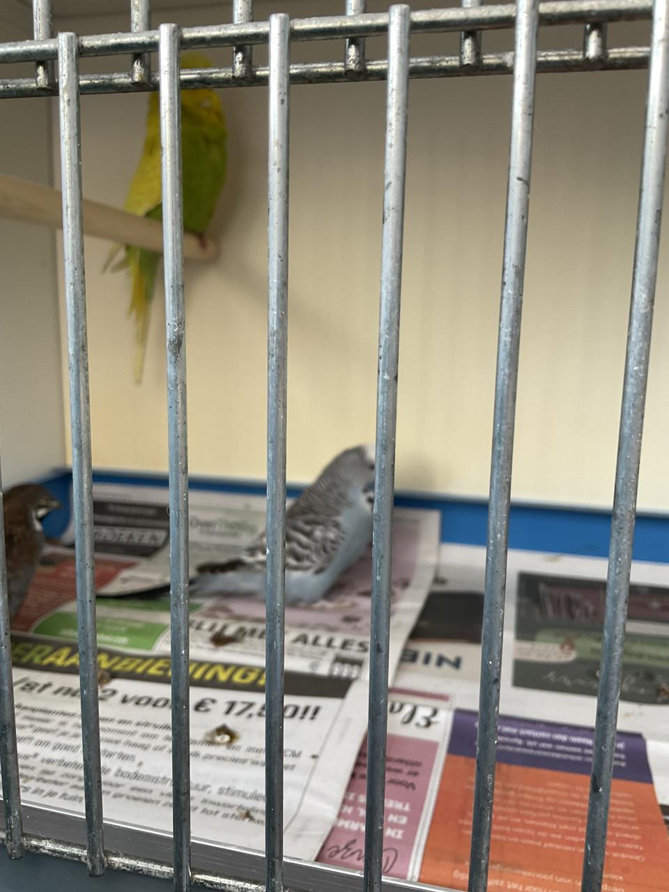 4 x mannelijke Engelse parkieten