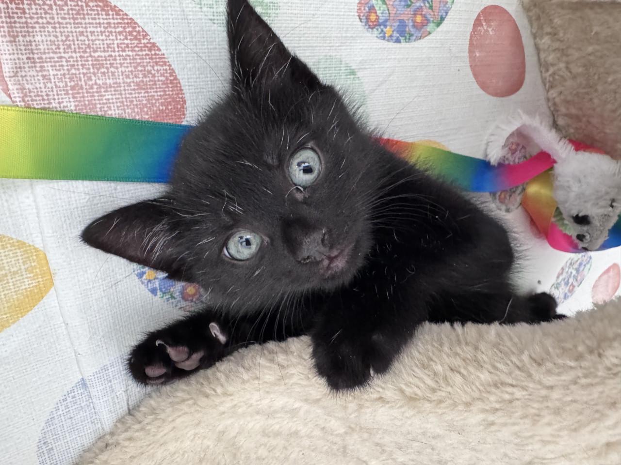 2 lieve kittens zoeken een liefdevol huis
