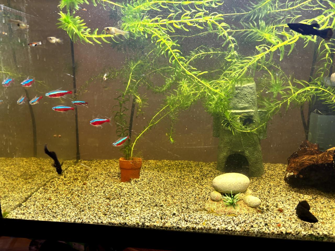 Aquarium inclusief vissen en alle toebehoren