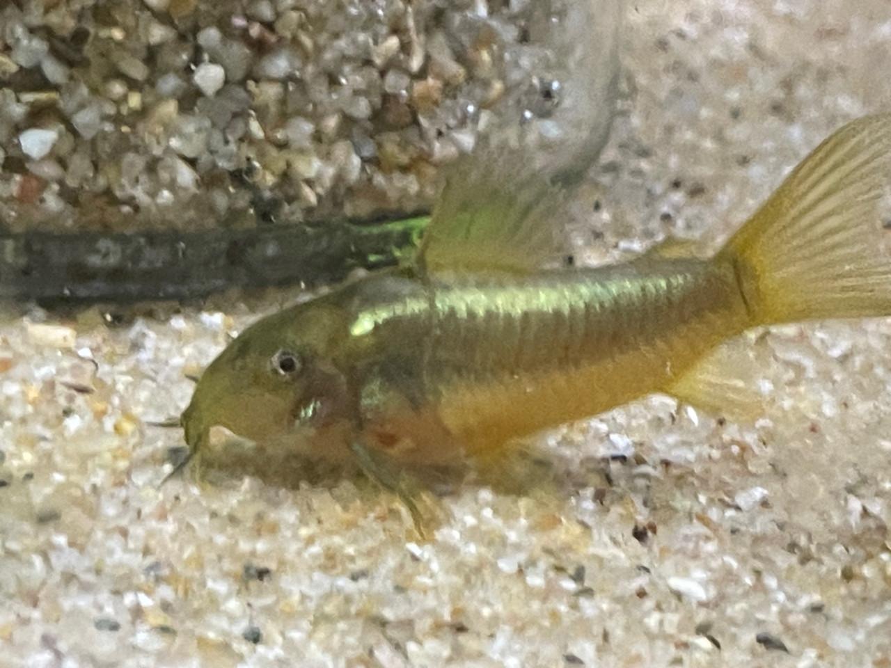 Osteogaster (corydoras) CW009 Green Laser