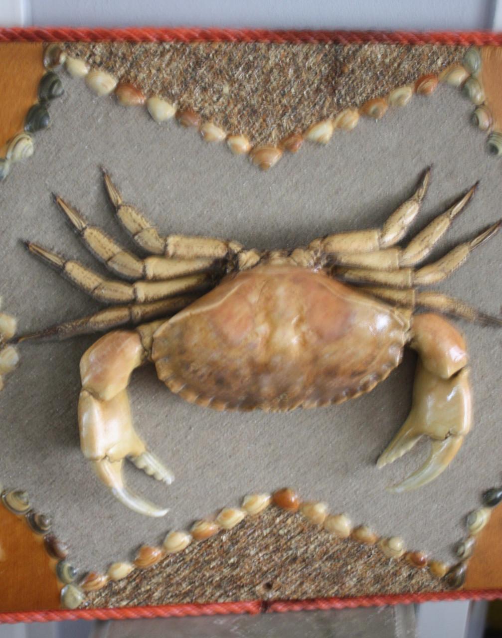 Mooie opgezette krab