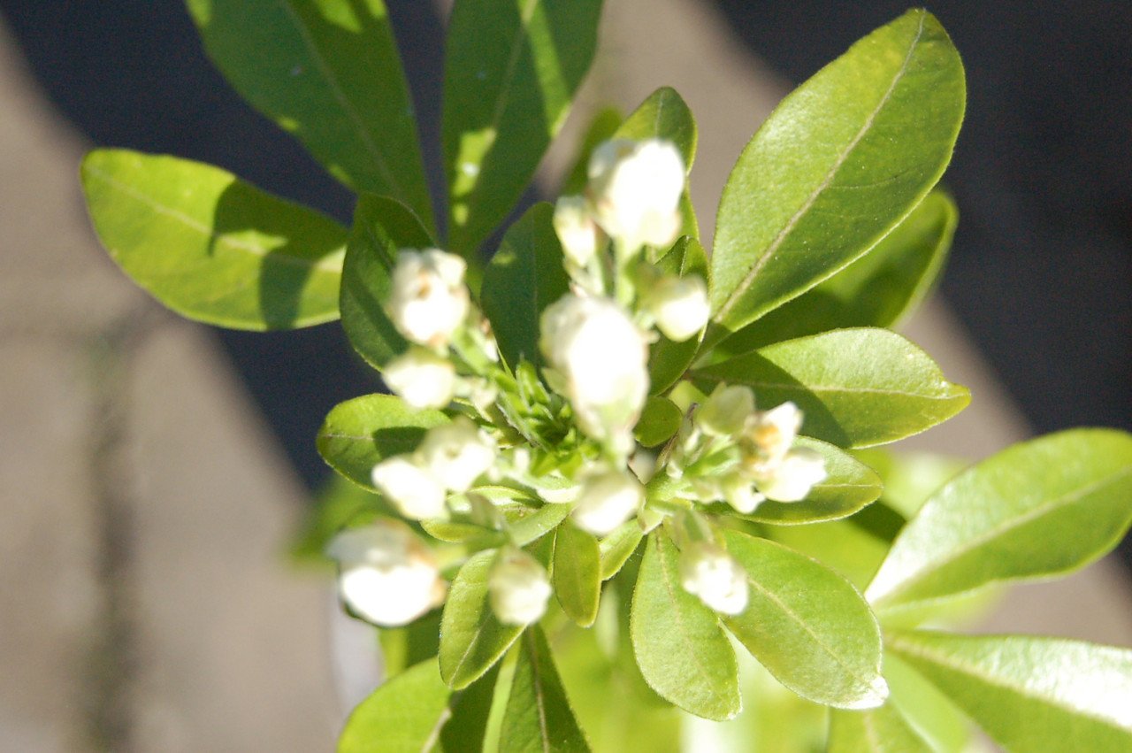 Choisya Ternata