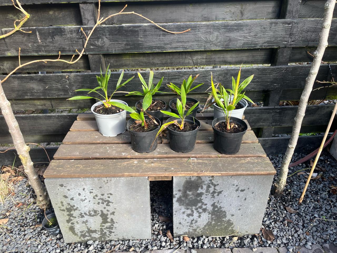 Trachycarpus fortune, Jonge palmboompjes te koop