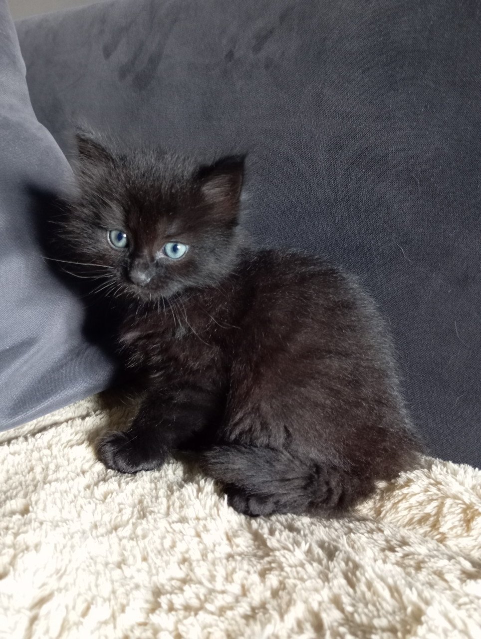Kittens