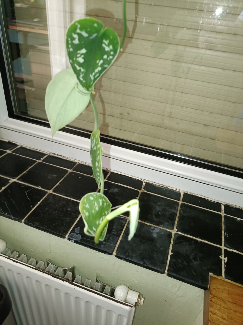 Hangplant scindapsus kamerplant