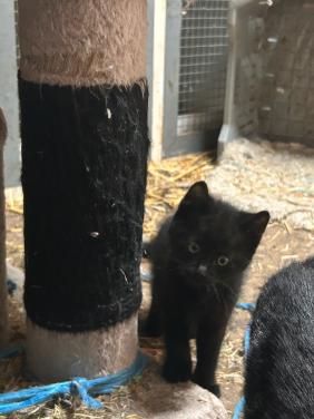 Kittens