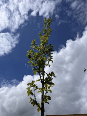 Magnolia Kobus +4 M H stam 10/12 cm draadkluit