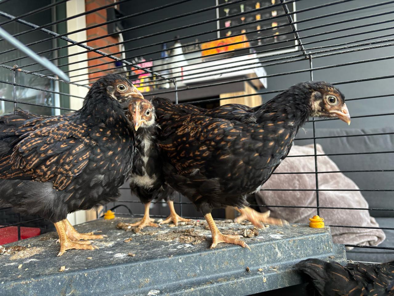 Kuikens barnevelder 7 weken