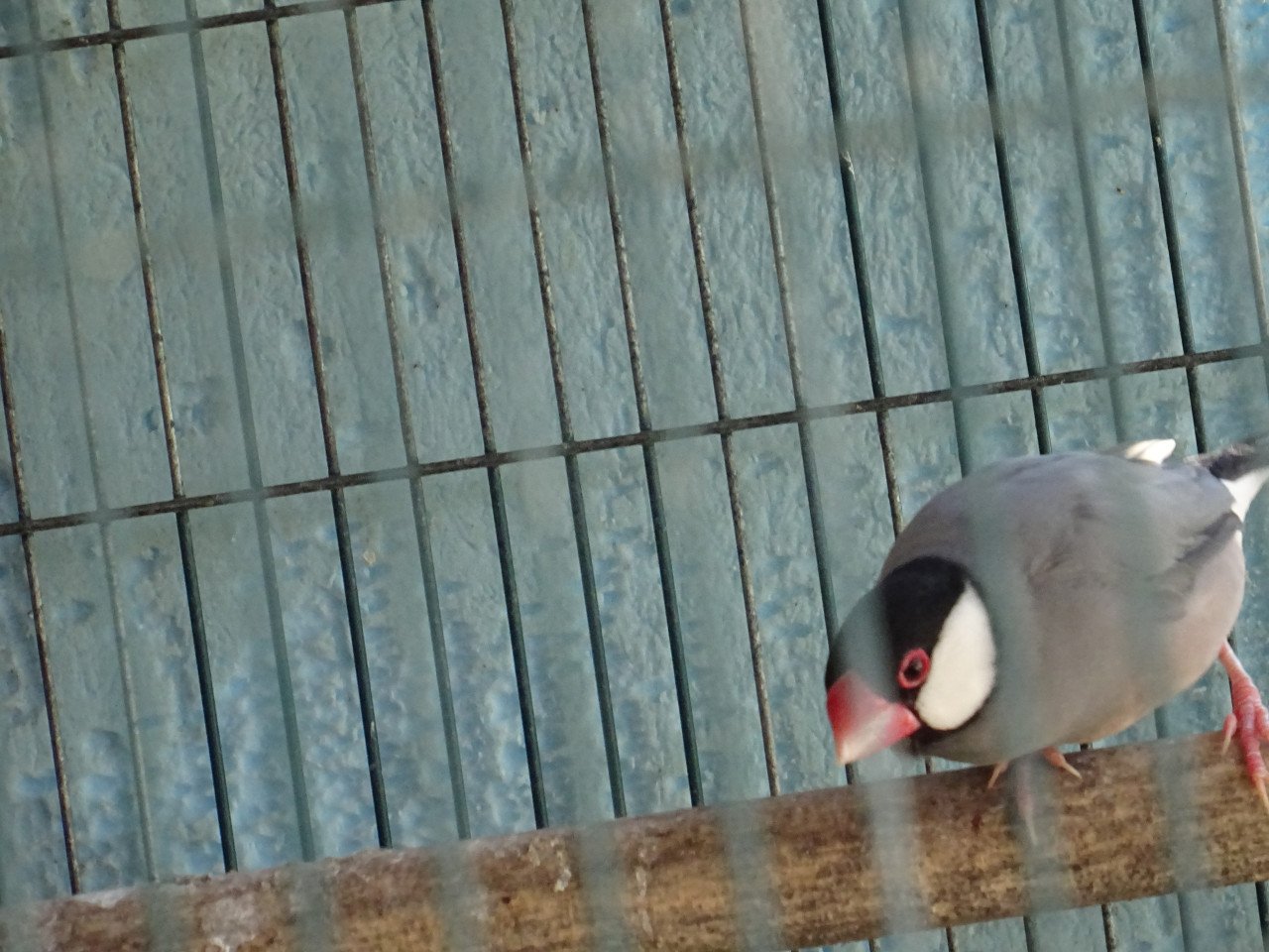 Te koop jonge rijstvogels nog niet op kleur.    OOK POP RIJSTVOGEL MOKKA !!