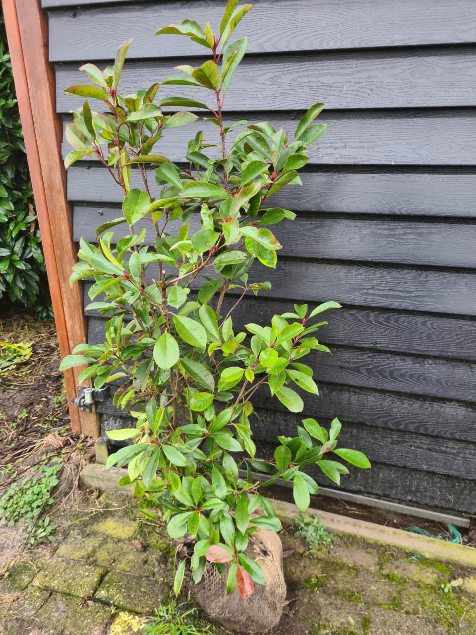 Photinia Fraseri Red Robin haagstruiken in alle maten