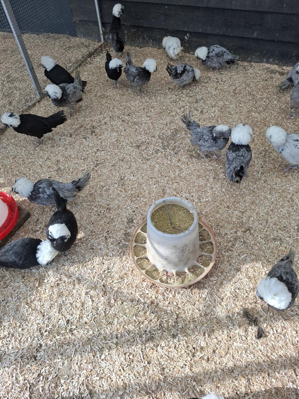 Hollandse kuifhoenders, zwart met witte kuif