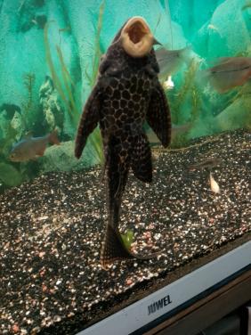 Gratis 2 Pleco aquarium vissen
