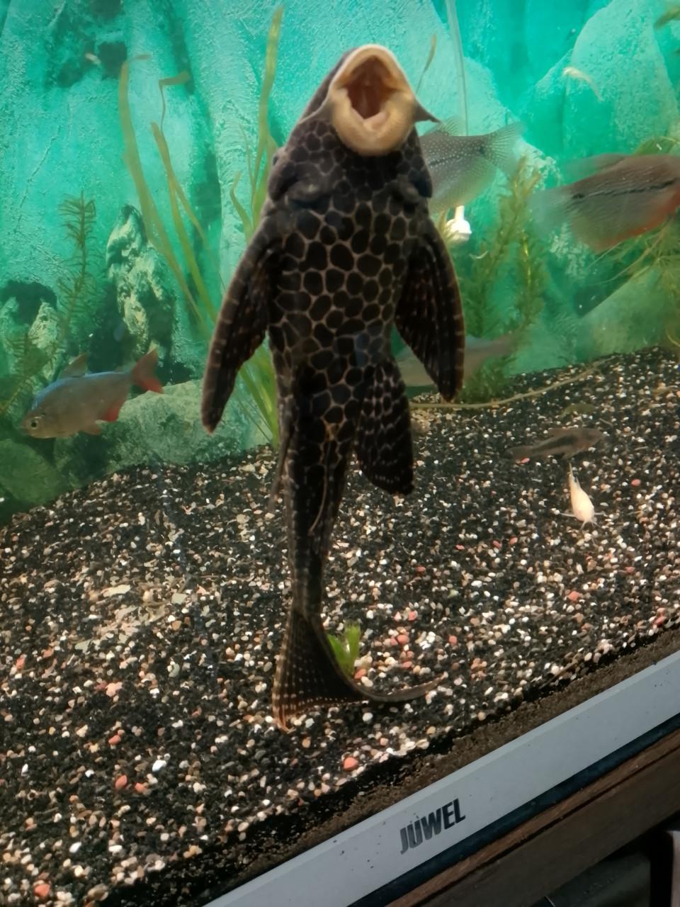 Gratis 2 Pleco aquarium vissen
