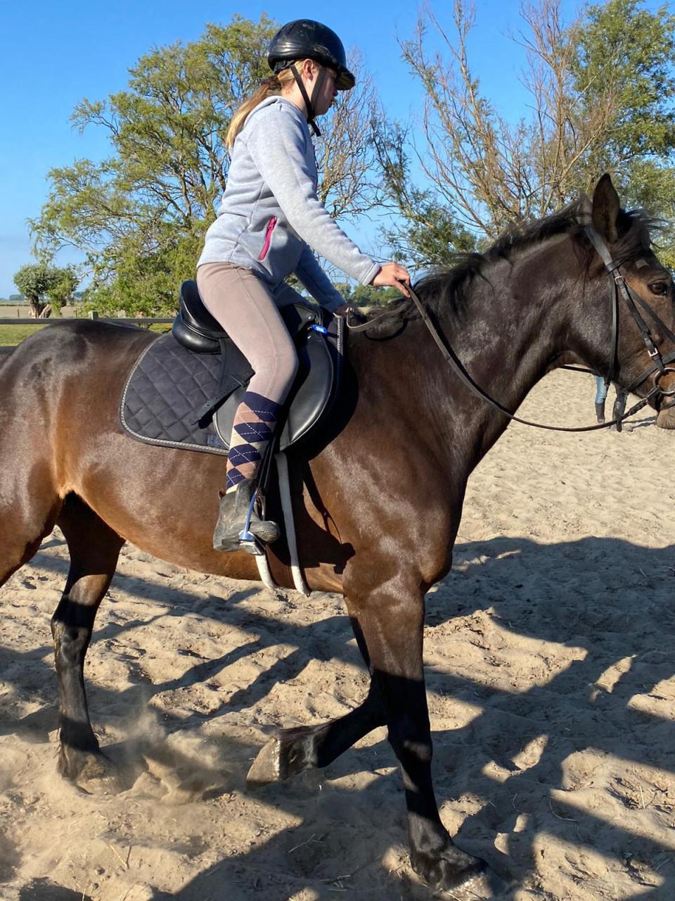Irish Hunter/Irish Sporthorse ruin te koop
