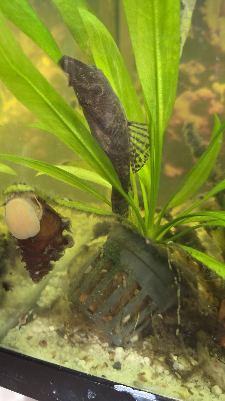 Aquarium