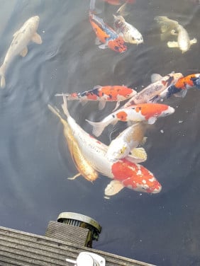 Kooikarpers af te halen
