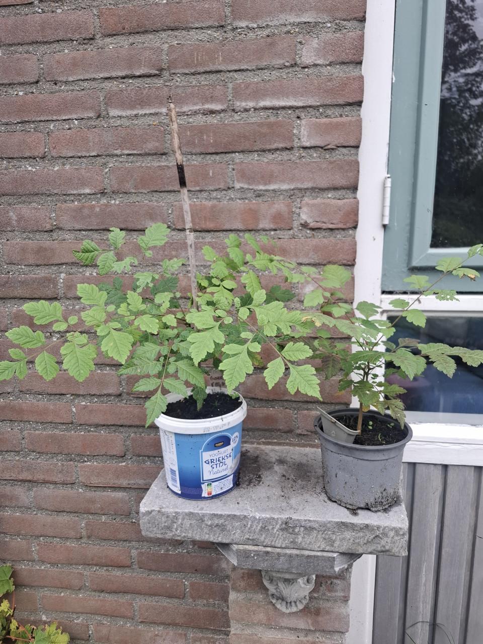 Gouden Regenboom