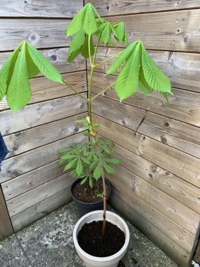 Jonge kastanjeboom (3 jaar)