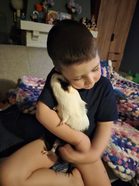 Cavia