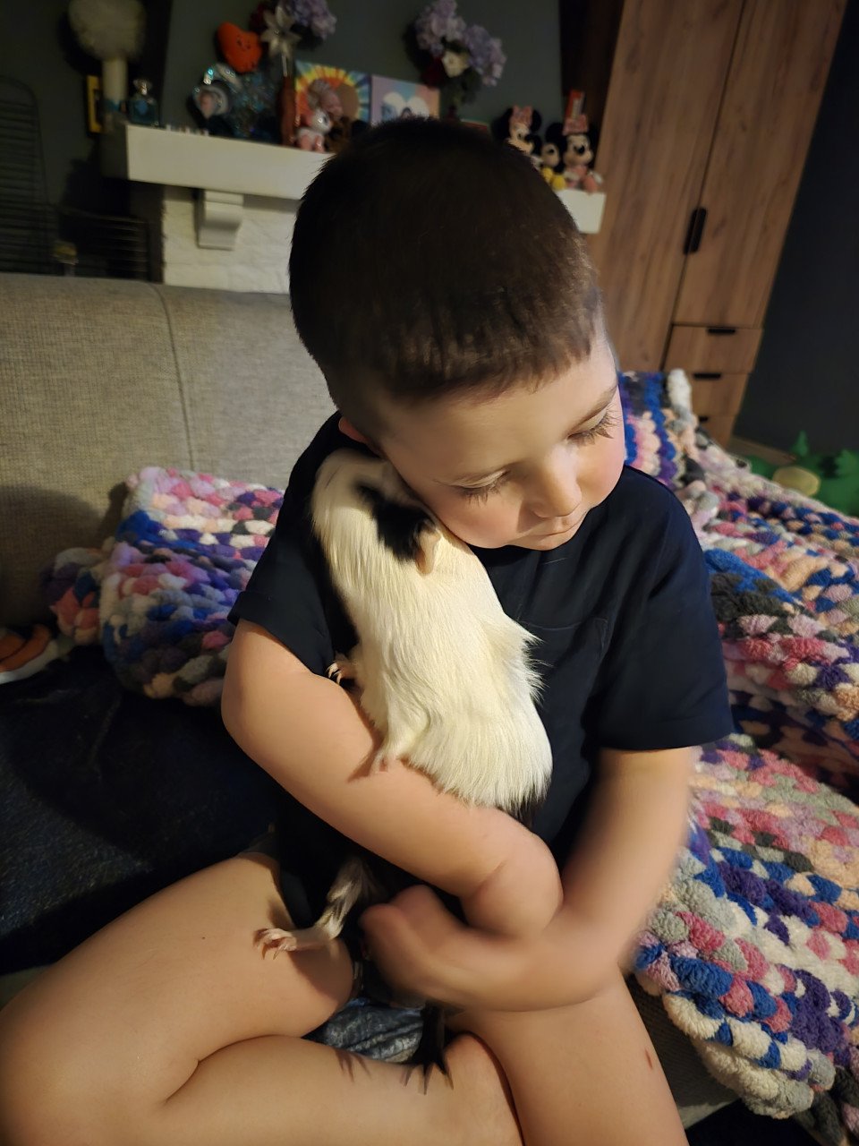Cavia