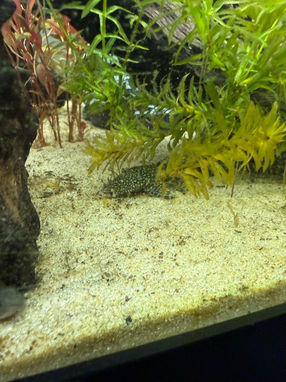 Vissen + aquarium